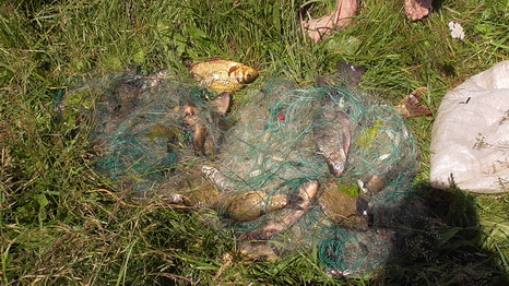 Браконьеры из Постав сетями наловили 35 кг рыбы и пытались спрятать улов в воде, фото-2