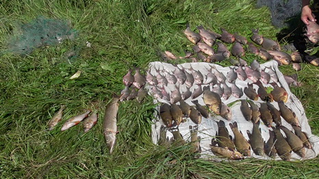 Браконьеры из Постав сетями наловили 35 кг рыбы и пытались спрятать улов в воде, фото-4