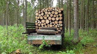 Жители Борисова дважды за неделю попались на нелегальной рубке леса 