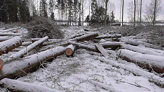 Ряд нарушений при заготовке и транспортировке леса выявили госинспекторы в Березинском районе
