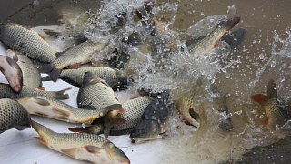 О зарыблении рыболовных угодий