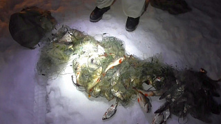 Сетевик выловил на Друти почти две сотни рыб и может заплатить около 7 тысяч рублей