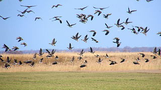 Весенняя охота на пернатых в Гомельской области закончится на 10 дней раньше   