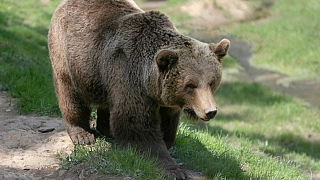 Медведи: руководство к действию от Госинспекции