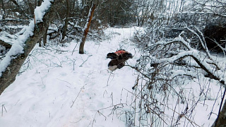Вне сезона. На Витебщине браконьеры застрелили четырех лосей, включая беременную самку