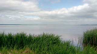 Буря могла спровоцировать мор рыбы на озере Выгонощанском