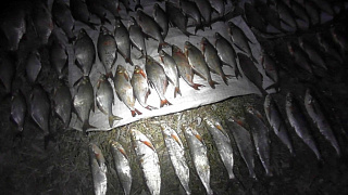 В пойме Припяти сетевики поймали 70 кг нерестящейся рыбы, выплатить придется 34 тысячи рублей