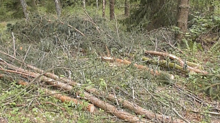 Лесоруб-нелегал спилил 242 дерева в Столбцовском районе