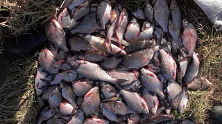 «Бывалые» браконьеры попались с крупными уловами в Вилейском и Столинском районах