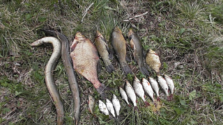 Зверь и рыба размножаются, браконьерам – все равно. За прошлую неделю инспекторы выявили 18 нарушений с признаками уголовных деяний