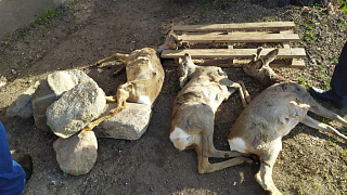 В Дубровенском районе задержали браконьеров, подстреливших трех косуль