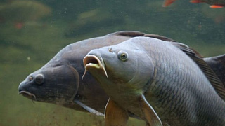 Запрет на лов рыбы на зимовальных ямах