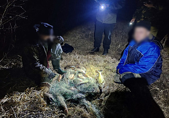 Нерест не преграда для браконьеров