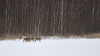 «Уголовка» в подарок на Новый Год!