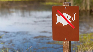 С 1 ноября устанавливаются запреты на лов сига чудского и сома европейского
