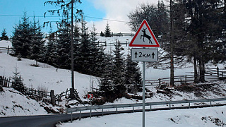 ДТП с дикими животными: итоги 2025 года