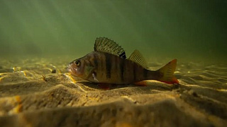 Кислород: Не только для сухопутных