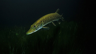 Нерест шагает по стране!