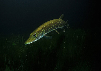 Нерест шагает по стране!