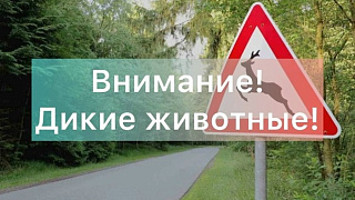 Внимание! Дикие животные!