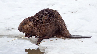 Ружья, мясо, сети и чем закончился осмотр в Гомельском районе
