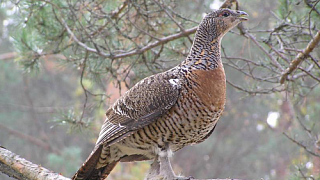 Лес как среда обитания