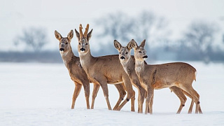 Непростое время для диких животных!