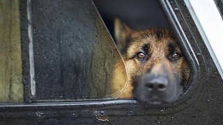 Четвероногий помощник или чем закончился осмотр частного домовладения