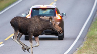 Дорожно-транспортные происшествия с участием диких животных
