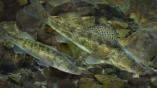 В Беларуси наступает запрет на вылов судака