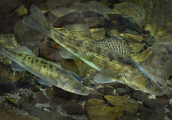 В Беларуси наступает запрет на вылов судака