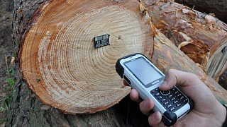 В этом году в Беларуси заработает информационная система учета древесины