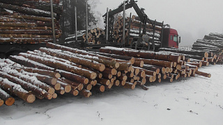 Крупное хищение древесины предотвратили госинспекторы в Рогачевском лесхозе