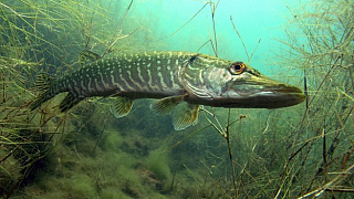 Запрет на щуку в Беларуси