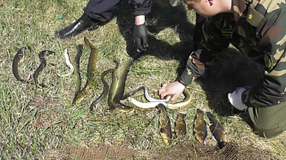 Электроудочники били рыбу на Нарочанских озерах, их задержали