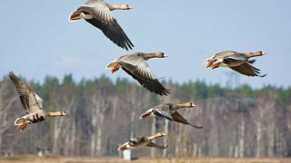 Открытие весеннего сезона охоты на водоплавающую дичь