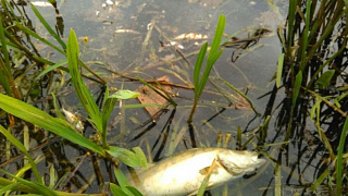 Устанавливаются причины гибели рыбы на реке Неман