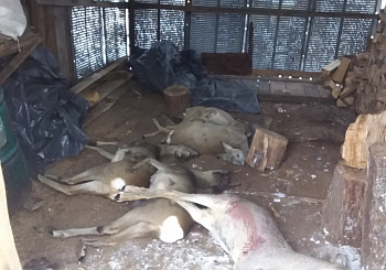 Задержаны браконьеры в Речицком и Поставском районах