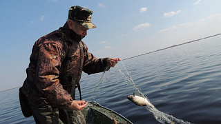 На озере Споровском инспекторы выпустили из сетей около 300 кг рыбы