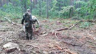 Сотрудника Рогачевского лесхоза уличили в незаконной рубке 30 сосен в защитных лесах