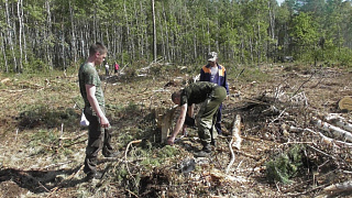 Спилили и подкрасили? Незаконную рубку леса почти на 100 кубометров выявили инспекторы в Светлогорском районе
