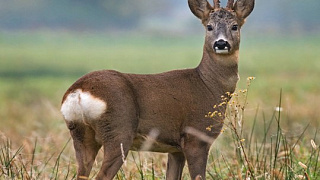 Любопытные факты из зоологии копытных