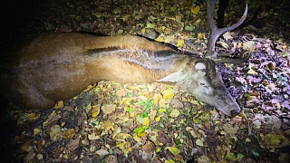 Ответят по закону: в Витебской и Гродненской областях  пресечена незаконная охота