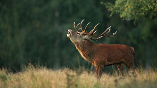Охота на лося и оленя благородного в период гона