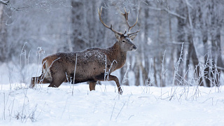 История со счастливым концом
