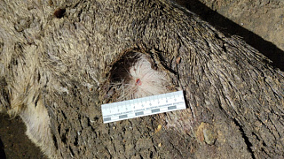 Когда браконьер преступает черту!