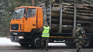 Что скрывается за незаконной транспортировкой древесины?